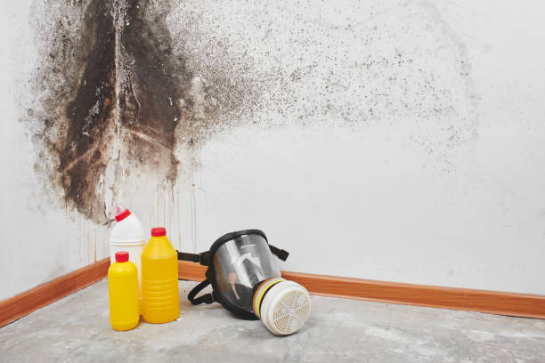 Best Mold Damage Repair  in , MT